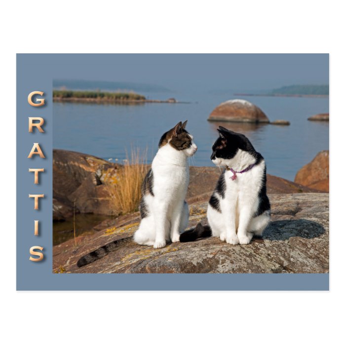 Grattiskort för katter CC0552 Postcard