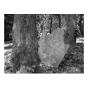 Grave tree B/W posters