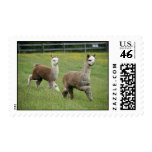 Gray Alpacas Running Stamp