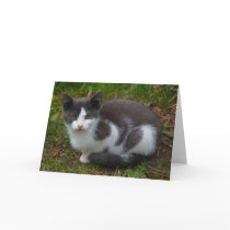 Gray And White Kitten Greeting Card