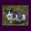 Gray And White Kitten Postcard