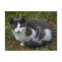 Gray And White Kitten Postcard by Thorninger Gray And White Kitten Postcard
