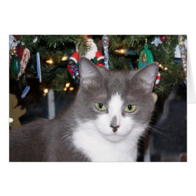 Gray and white kitty Christmas Card