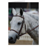 Gray Appaloosa Horse Note Card