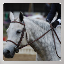 Gray Appaloosa Horse Poster
