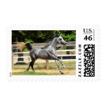 Gray Arabian Stallion Stamp