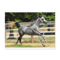 Gray Arabian Stallion postcards by lover196969 Gray Arabian Stallion postcards