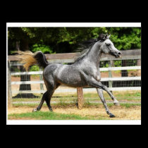Gray Arabian Stallion postcards