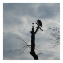 Gray Bird Silhouette posters
