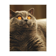 Gray Cat Canvas wrappedcanvas