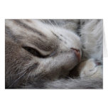 Gray Cat Card
