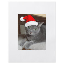 Gray Cat flyers
