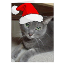 Gray Cat Greeting Cards