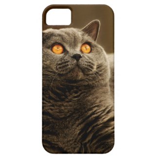 Gray Cat ID™ iPhone 5 Case