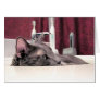 Gray Cat in Sink Card