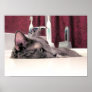 Gray Cat in Sink Poster