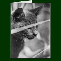 Gray Cat in the Grass cards