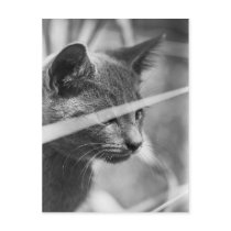 Gray Cat in the Grass postcards by cunningba Gray Cat in the Grass postcards