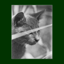 Gray Cat in the Grass postcards
