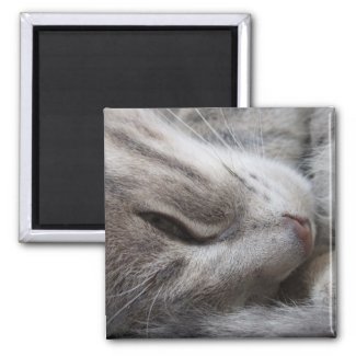 Gray Cat Magnet