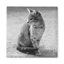 Gray Cat Magnet magnets