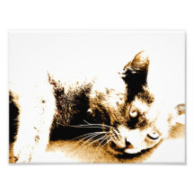 Gray cat photo