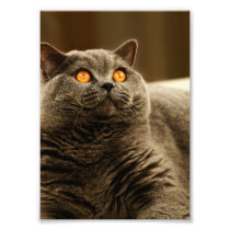 Gray Cat Photo