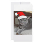 Gray Cat photo cards