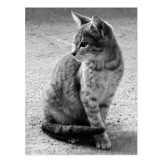 Gray Cat Postcard
