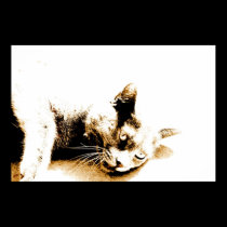 Gray cat poster posters