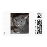 Gray Cat Russian Blue Stamp