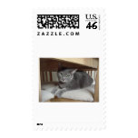 Gray Cat/Russian Blue Stamp