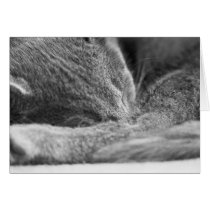 Gray Cat Sleeping cards