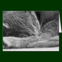 Gray Cat Sleeping cards