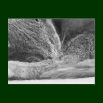 Gray Cat Sleeping postcards