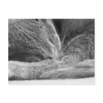 Gray Cat Sleeping postcards by cunningba Gray Cat Sleeping postcards