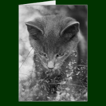 Gray Cat Stalking cards