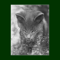 Gray Cat Stalking postcards