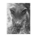 Gray Cat Stalking postcards by cunningba Gray Cat Stalking postcards