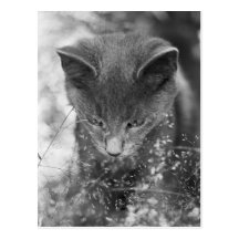 Gray Cat Stalking Postcard