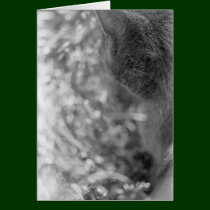 Gray Cat Watching cards