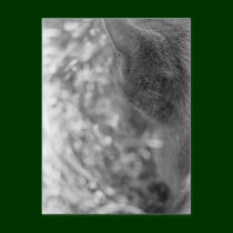 Gray Cat Watching postcards