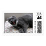 Gray Cat Yawns! Postage Stamp