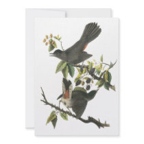 Gray Catbird, John Audubon Custom Invite