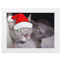 Gray Cats flyers