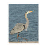 Gray Crane Post Cards Gray Crane Post Cards