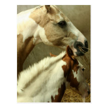 Gray Eventing Horse Postcard