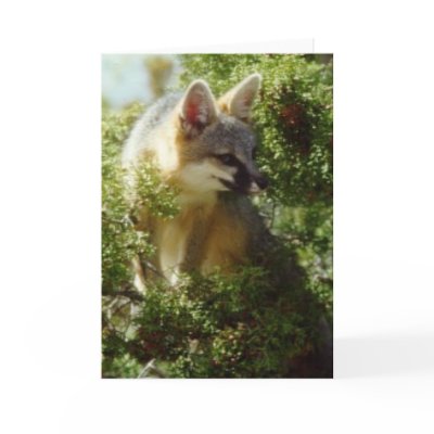 Gray Fox Card by JaguarPhotos