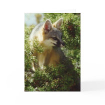 Gray Fox cards