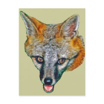 Gray Fox Drawing postcards by kphotos Gray Fox Drawing postcards